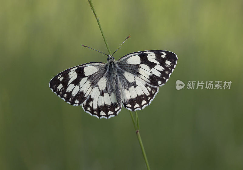 大理石纹白蝶(Melnargia galathea)